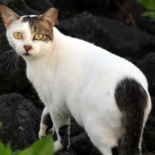 THE CAT'S LUCKY MONTH